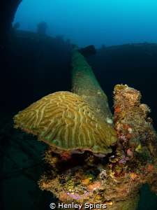 Brain coral growing on the broken mast of the Lesleen M w... by Henley Spiers 